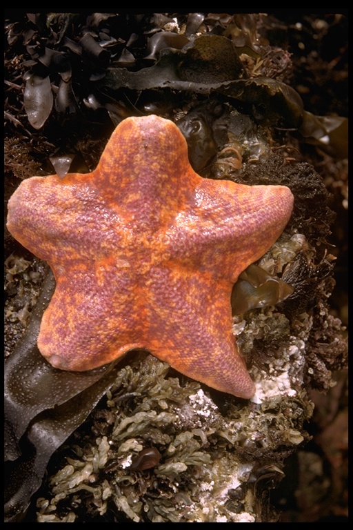 Asterina miniata